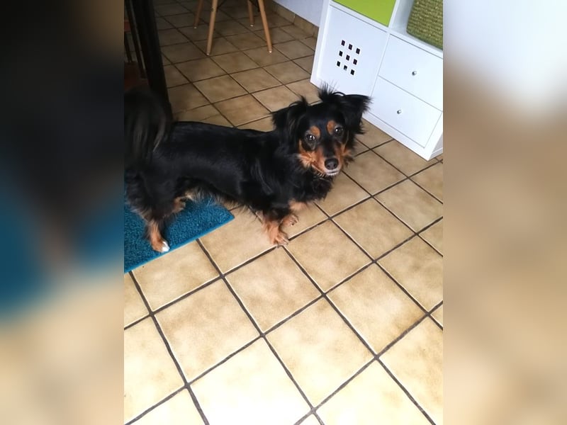 Kleiner Kokoni Mix HANSI sucht eine neue Familie!