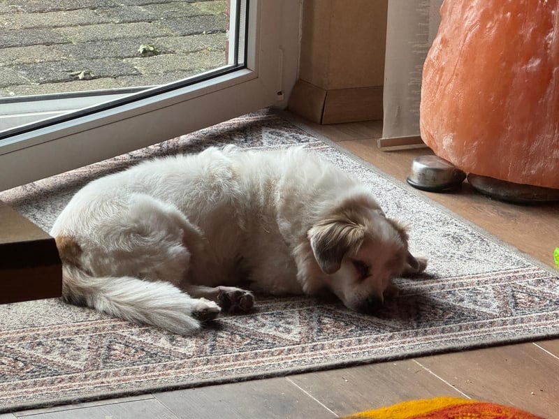 Kleiner Kokoni Mix KYON sucht eine Familie!