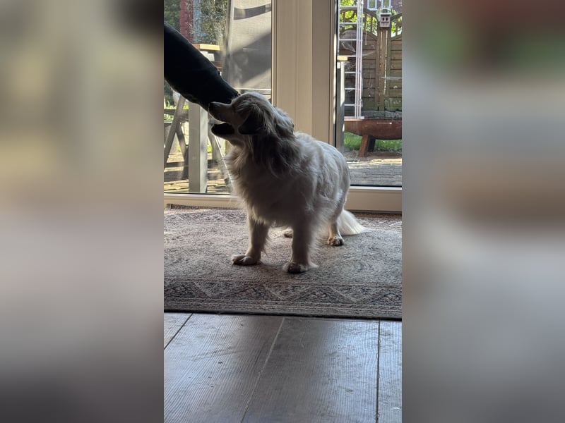 Kleiner Kokoni Mix KYON sucht eine eigene Familie!