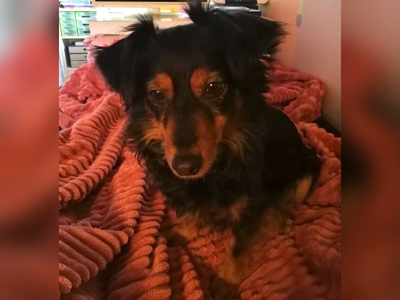 Kleiner Kokoni Mix HANSI sucht eine neue Familie!
