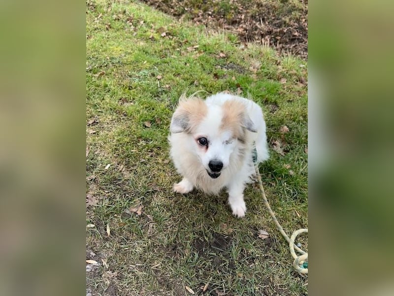 Kleiner Kokoni Mix KYON sucht eine Familie!