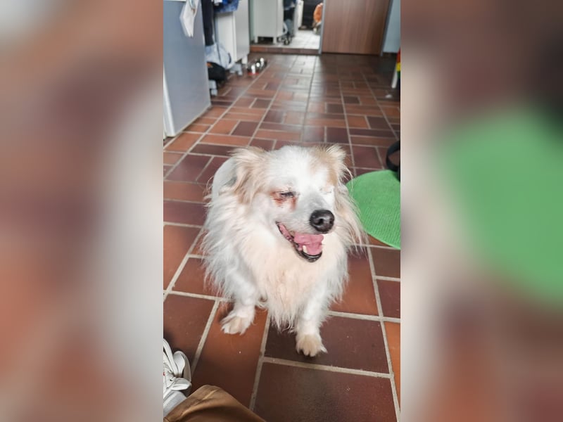 Kleiner Kokoni Mix KYON sucht eine Familie!