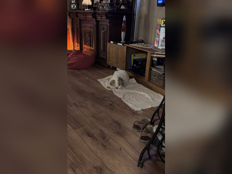 Kleiner Kokoni Mix KYON sucht eine eigene Familie!