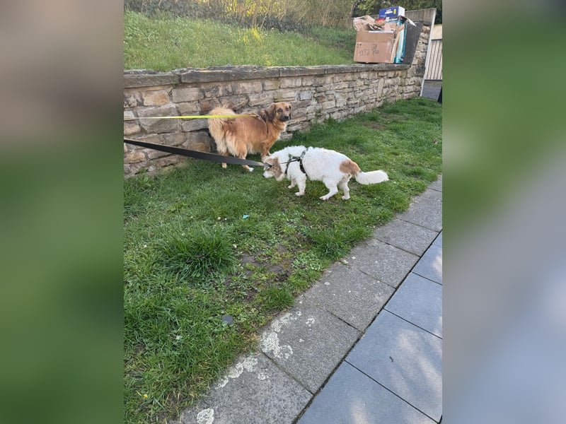 Kleiner Kokoni Mix KYON sucht eine Familie!