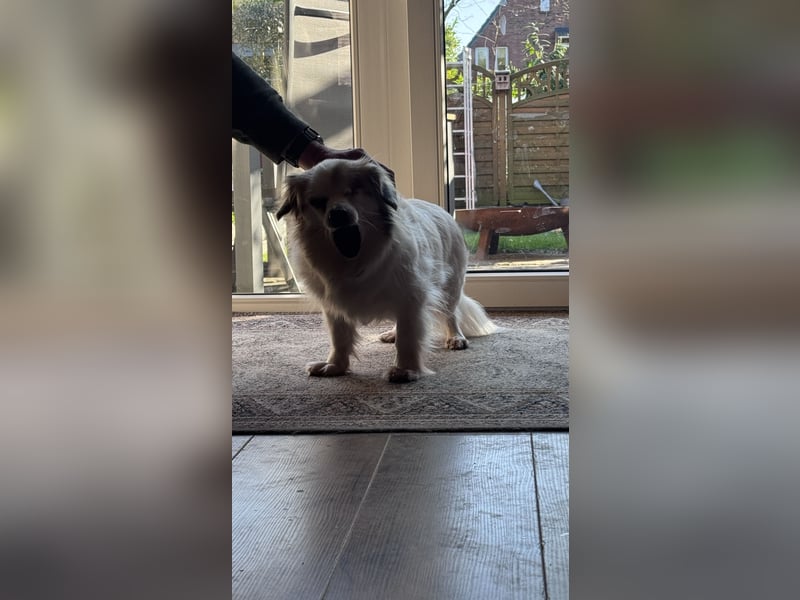 Kleiner Kokoni Mix KYON sucht eine eigene Familie!