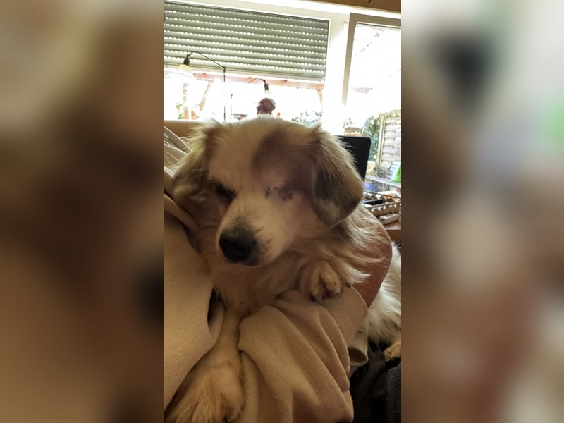 Kleiner Kokoni Mix KYON sucht eine eigene Familie!