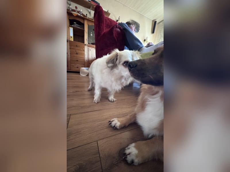 Kleiner Kokoni Mix KYON sucht eine eigene Familie!