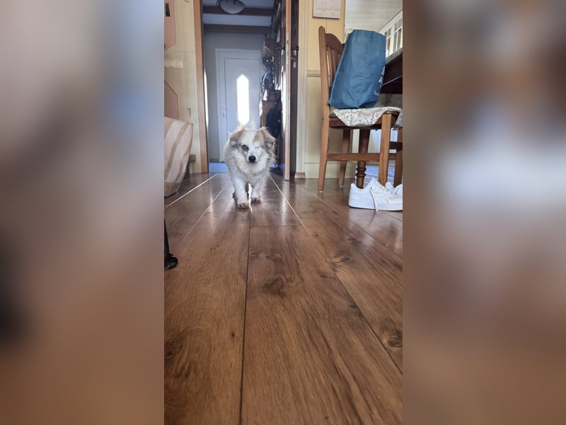 Kleiner Kokoni Mix KYON sucht eine eigene Familie!