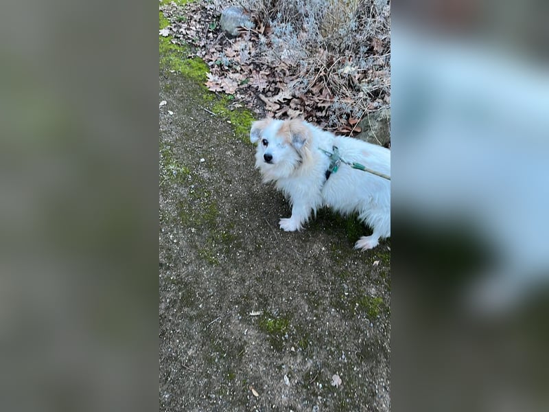 Kleiner Kokoni Mix KYON sucht eine eigene Familie!