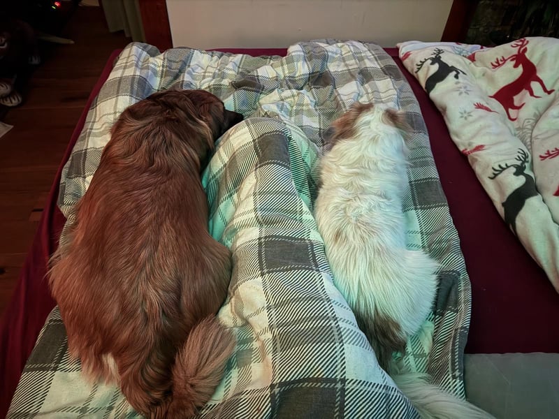 Kleiner Kokoni Mix KYON sucht eine Familie!