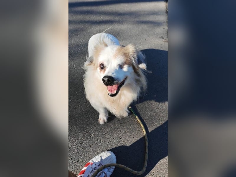 Kleiner Kokoni Mix KYON sucht eine eigene Familie!