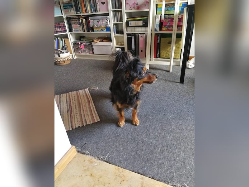 Kleiner Kokoni Mix HANSI sucht eine neue Familie!