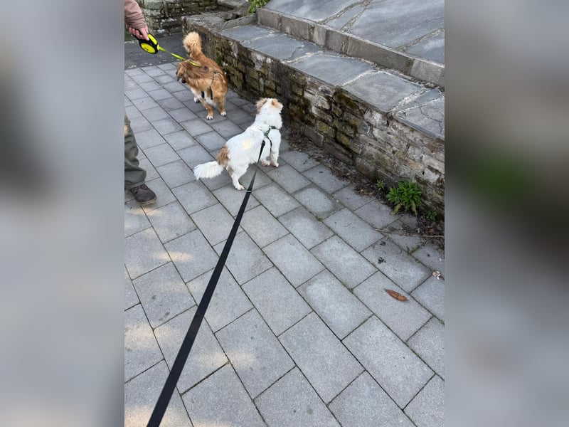 Kleiner Kokoni Mix KYON sucht eine eigene Familie!