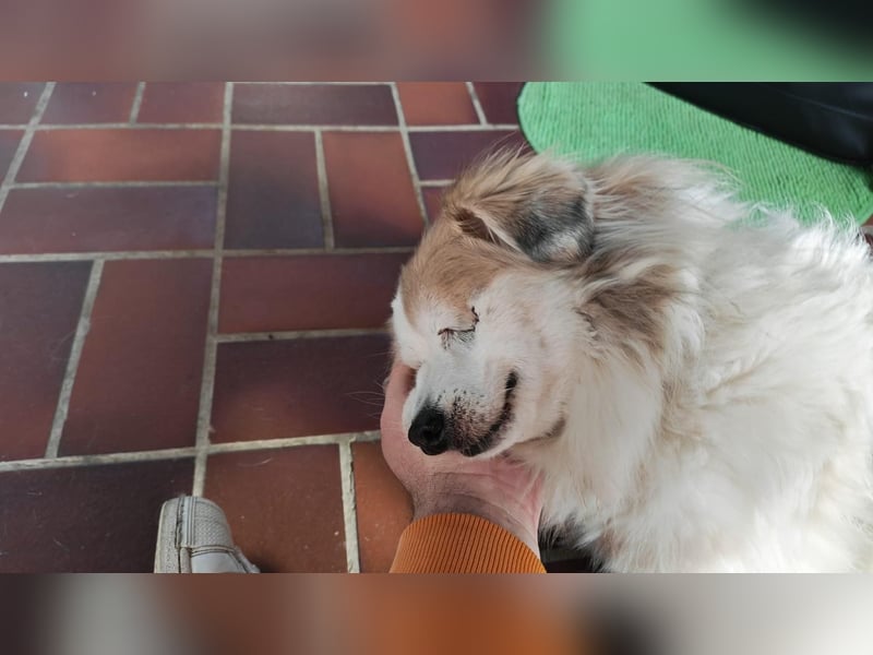 Kleiner Kokoni Mix KYON sucht eine eigene Familie!