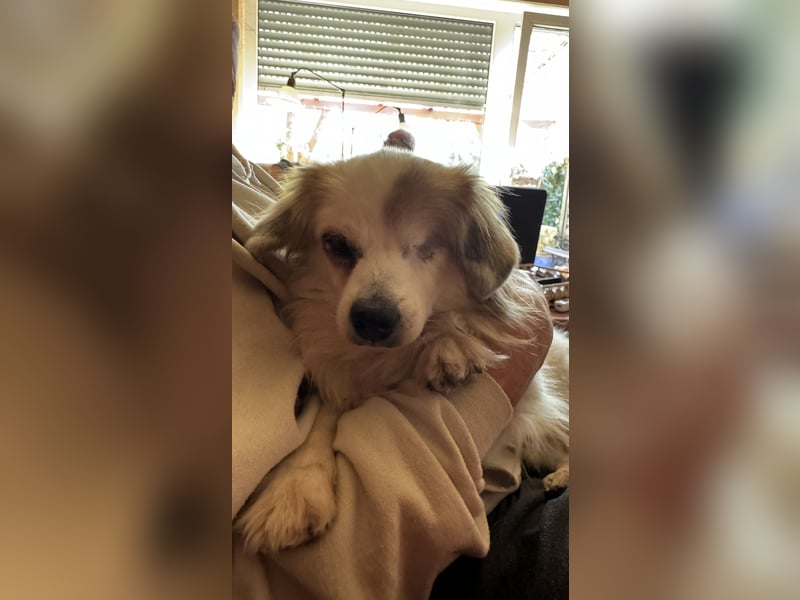 Kleiner Kokoni Mix KYON sucht eine Familie!