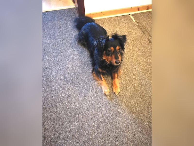 Kleiner Kokoni Mix HANSI sucht eine neue Familie!
