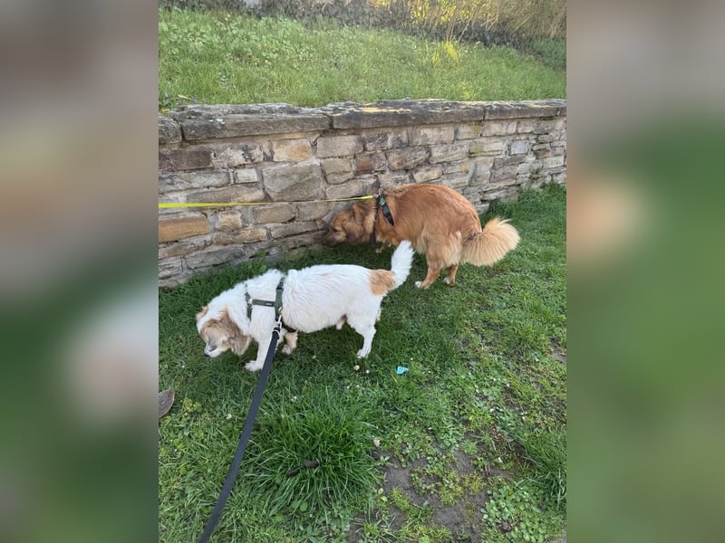 Kleiner Kokoni Mix KYON sucht eine Familie!