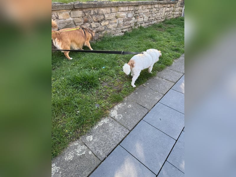 Kleiner Kokoni Mix KYON sucht eine eigene Familie!