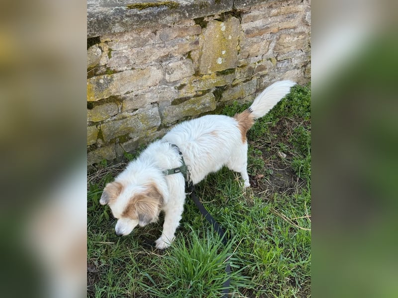 Kleiner Kokoni Mix KYON sucht eine eigene Familie!