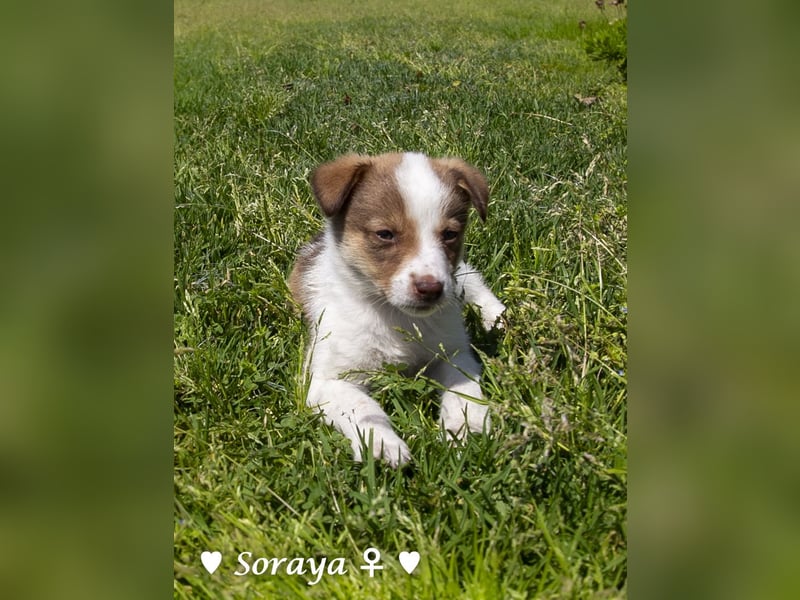 Soraya sucht  ein Zuhause (reserviert)