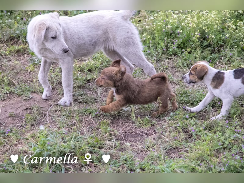 Copper m., Cinnamon w. und Carmella w. suchen  ein Zuhause