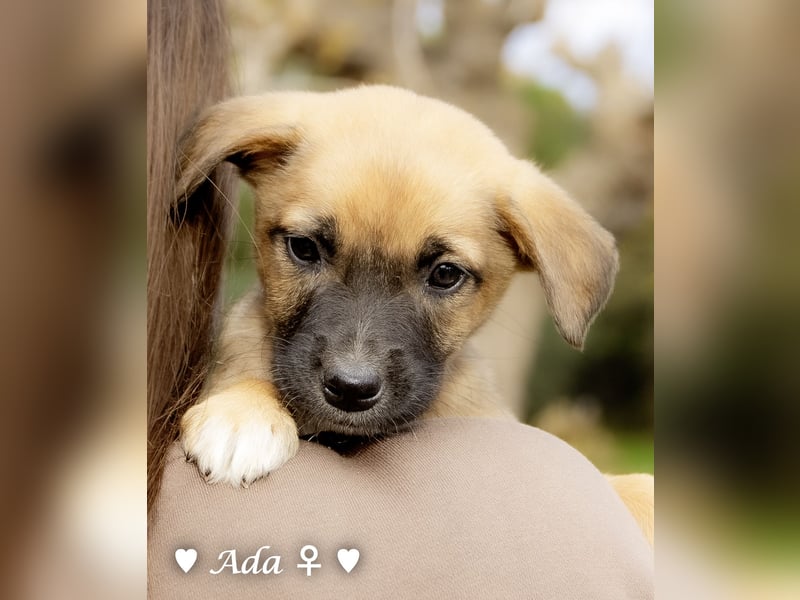 Sechs süße Welpen  suchen ein Zuhause