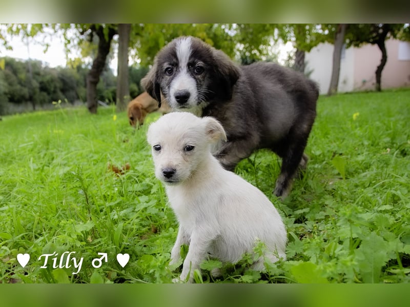Die Winzlinge Tilly, Tilda und Tanja suchen ab Januar ein Zuhause