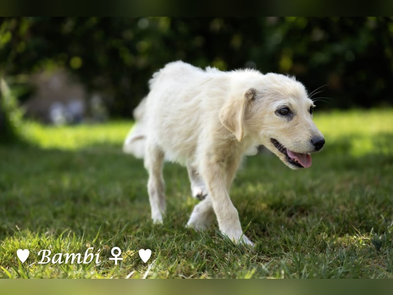 Update: ein Welpe sucht ab  Ende August ein Zuhause