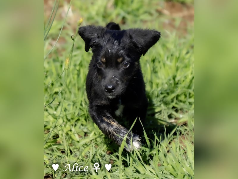 Alfie und seine Geschwister suchen ein Zuhause