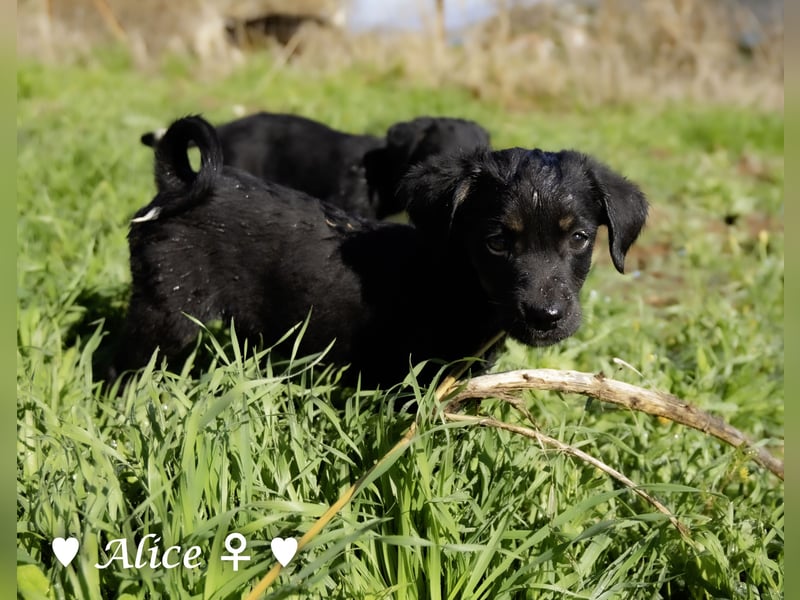 Alfie und seine Geschwister suchen ein Zuhause