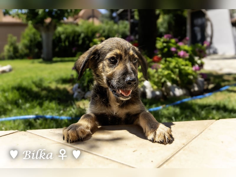 Baci, Bado und Bilka suchen ab 1.8. ein Zuhause