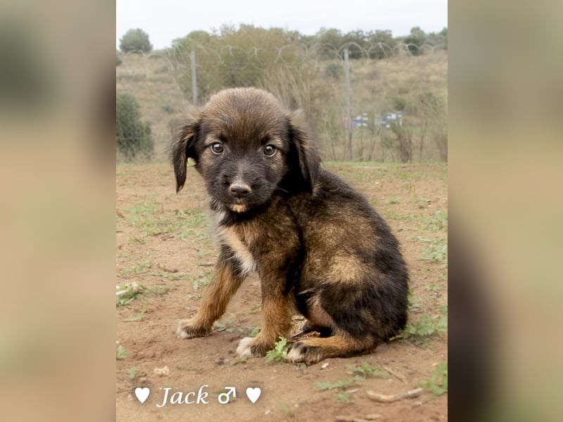 Jack, John und Jim suchen ab Januar ein Zuhause