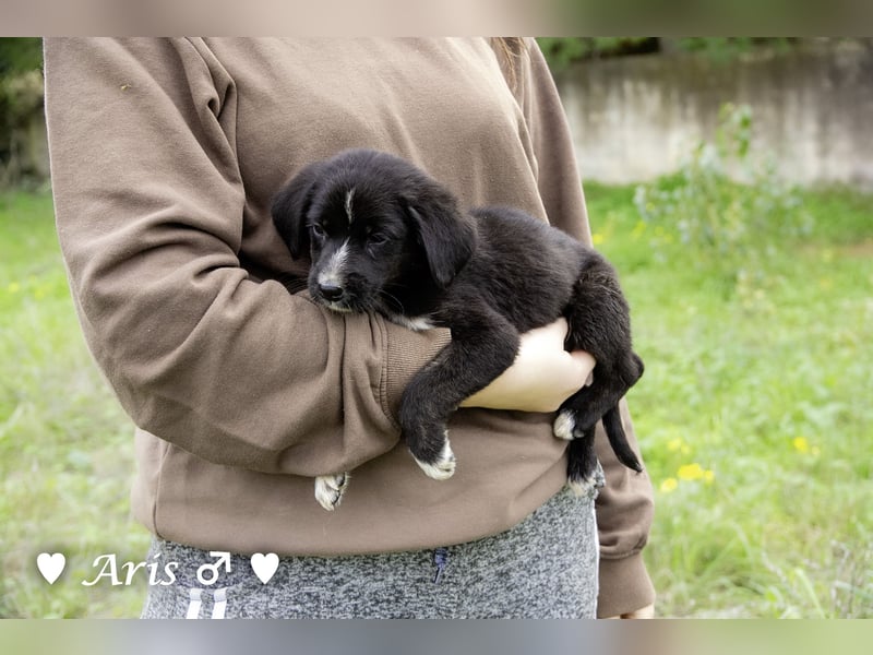 Sechs süße Welpen  suchen ein Zuhause