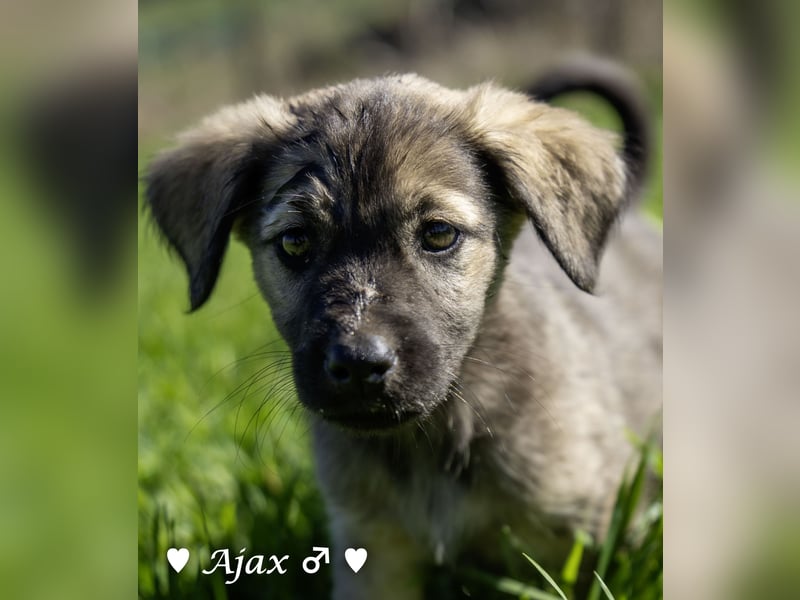 Alfie und seine Geschwister suchen ein Zuhause