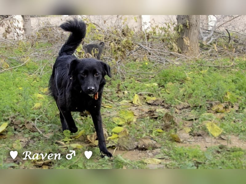 Raven sucht ab Januar ein Zuhause