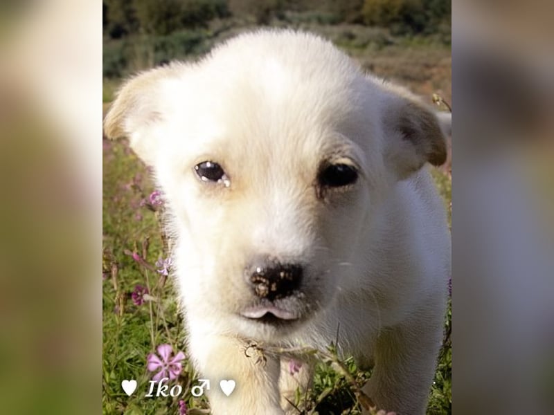 Inka und ihre Welpen suchen ein Zuhause