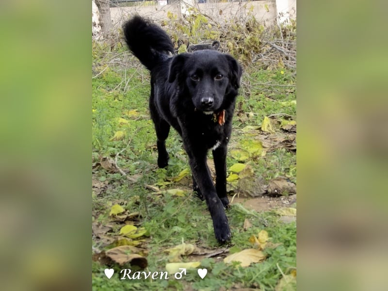 Raven sucht ab Januar ein Zuhause