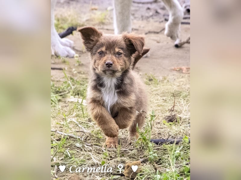 Copper m., Cinnamon w. und Carmella w. suchen  ein Zuhause