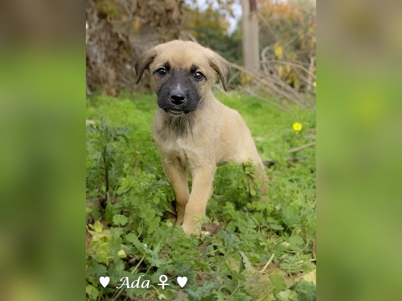 Sechs süße Welpen  suchen ein Zuhause