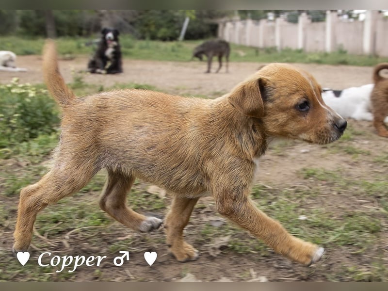 Copper m., Cinnamon w. und Carmella w. suchen  ein Zuhause