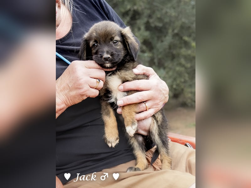 Jack, John und Jim suchen ab Januar ein Zuhause