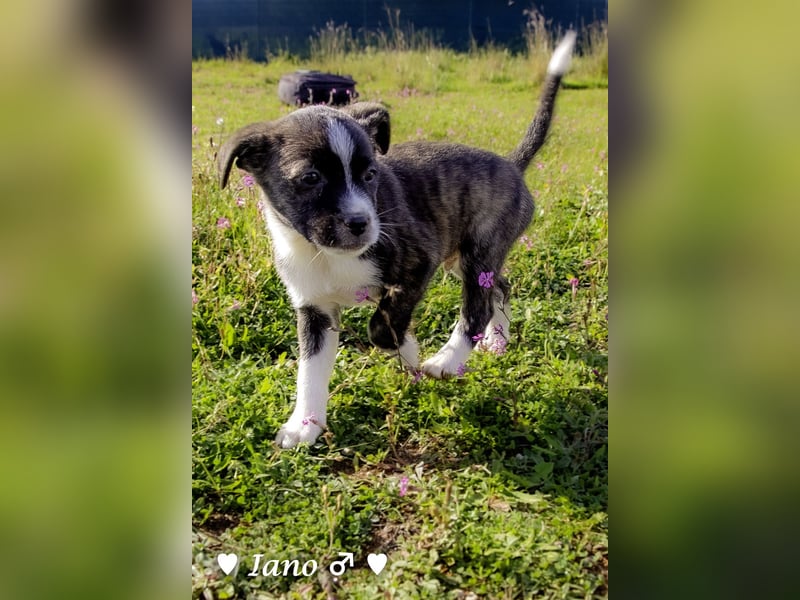 Inka und ihre Welpen suchen ein Zuhause