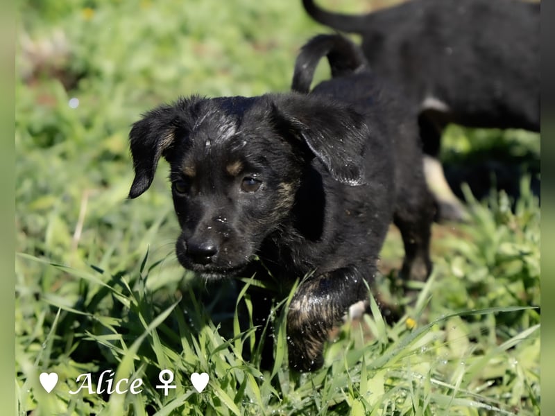 Alfie und seine Geschwister suchen ein Zuhause