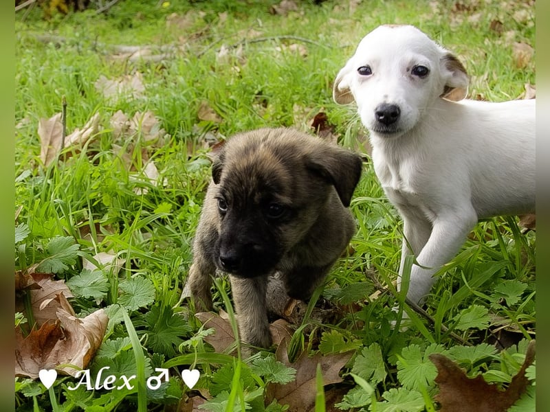 Sechs süße Welpen  suchen ein Zuhause