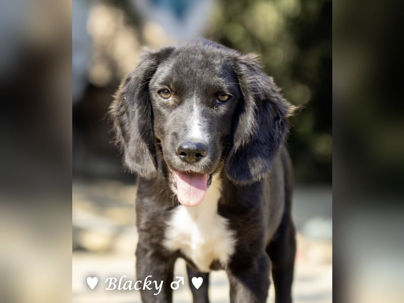 Bilko und  Blacky  suchen ein Zuhause