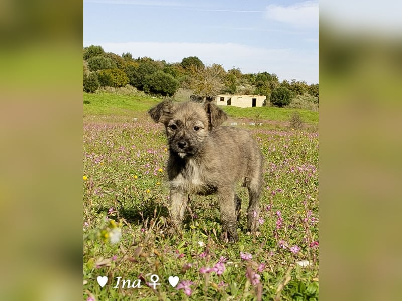 Inka und ihre Welpen suchen ein Zuhause