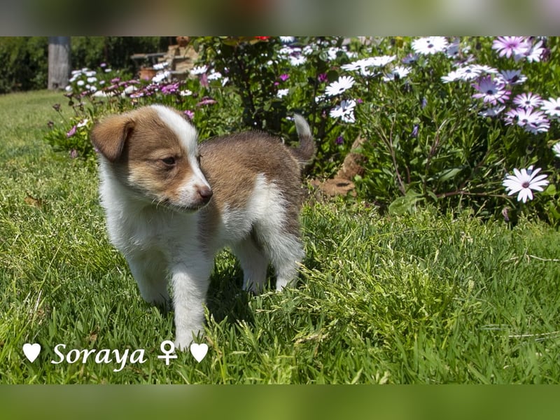 Soraya sucht  ein Zuhause (reserviert)