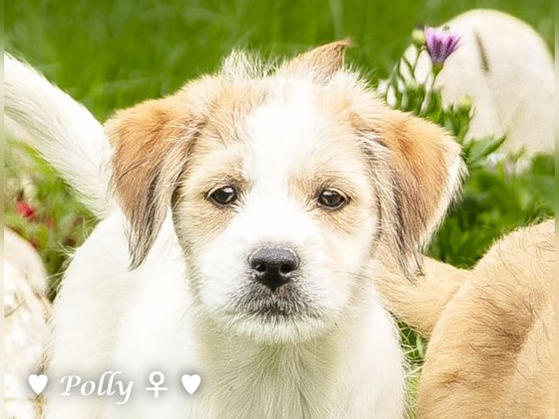 Polly und Molly suchen ein Zuhause