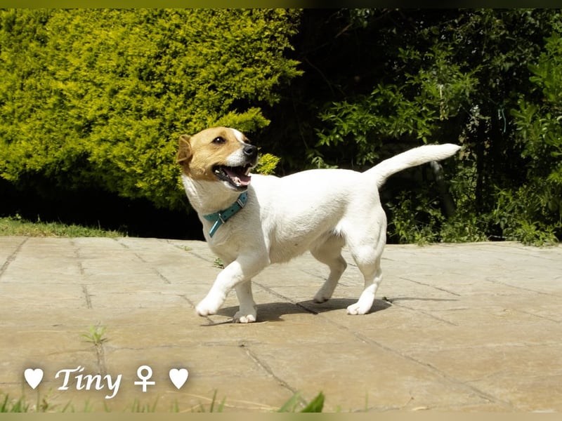 Winzling Tiny sucht ihr Zuhause