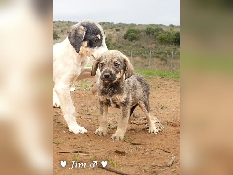 Jack, John und Jim suchen ab Januar ein Zuhause